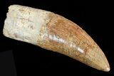 Carcharodontosaurus Tooth - Partially Rooted #71098-1